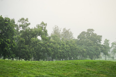 Raining day in park.の写真素材