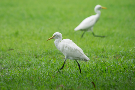 Egret bird.の写真素材