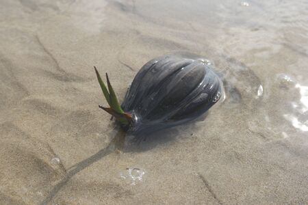 Coconut on the beach.の写真素材