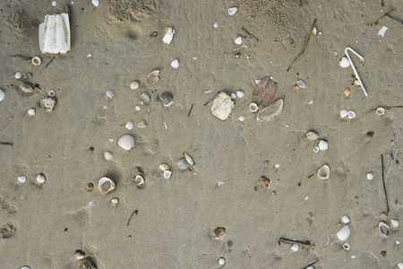 Shell on the sand.の写真素材