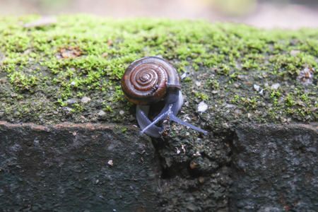 Snail walking on the wall.の写真素材