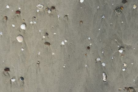 Shell on the sand.の写真素材