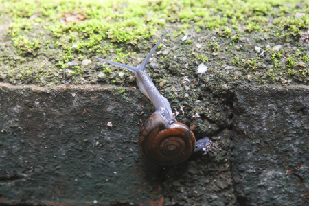 Snail walking on the wall.の写真素材