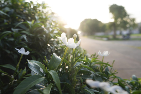 Ervatamia on Bokeh backgound.の写真素材