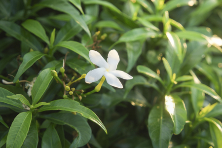Ervatamia on Bokeh backgound.の写真素材