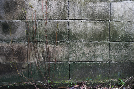 Lemon grass on the old wall bricks.の写真素材