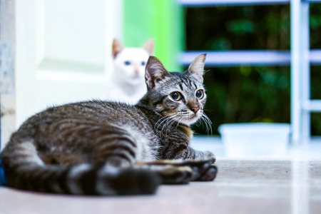 Thai Catの写真素材