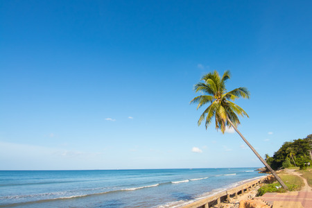Coconut tree near the beach at Koh Lanta Krabi Thailandの写真素材