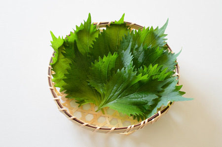 Large leafの写真素材
