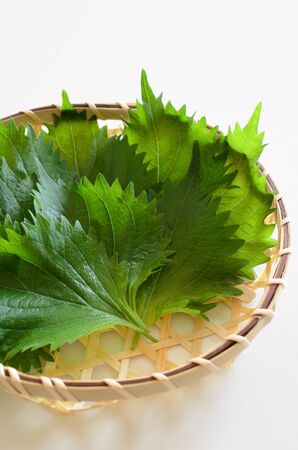 Large leafの写真素材