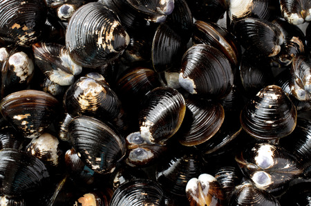 Clamsの写真素材