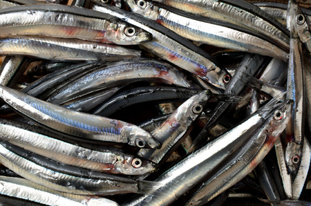 Kibinago. japanese food, fresh fish. Silver-stripe Round Herring