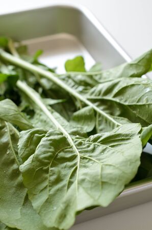 Arugulaの写真素材