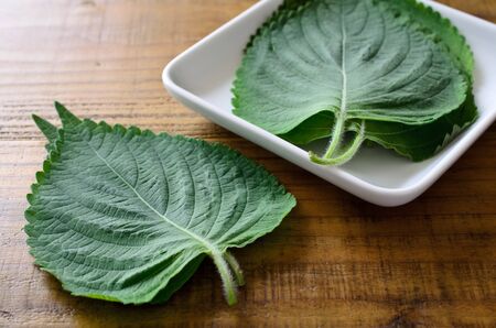 Perillaの写真素材