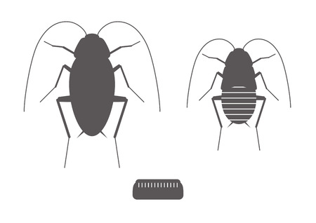Cockroachのイラスト素材
