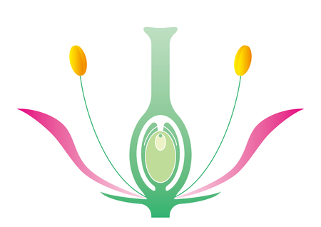 An illustrated guide to angiosperm. Cross section diagram illustration.のイラスト素材