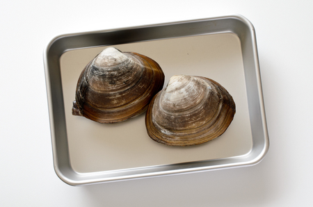 Sakhalin surf clamの写真素材