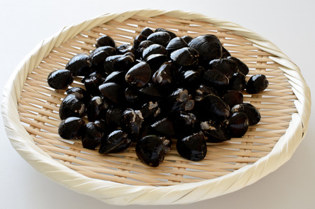 Freshwater clamsの写真素材