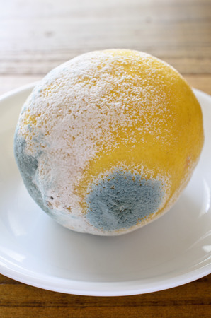 アオカビ 写真素材・イラスト素材のストックフォトが145円～ amanaimages PLUS