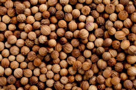 whole coriander seedの写真素材