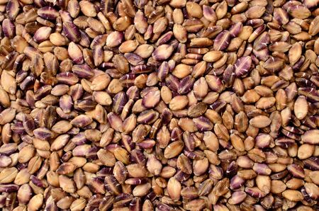 dried pearl barley