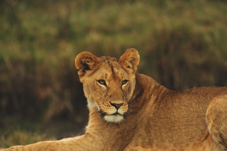 Lioness in the wild. Africa. Kenya. Masai Maraの写真素材