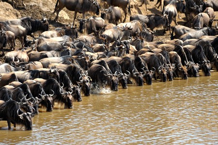 Wildebeest migration, Masai Mara Game Reserve, Kenyaの写真素材