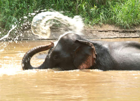 The Bathing elephantの写真素材