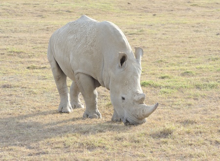 Rhinoceros in the wild. Africa. Kenya. Lake Nakuruの写真素材