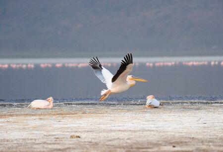 pelicansの写真素材