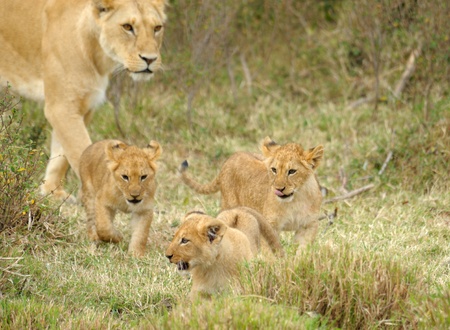 Female lion and baby, MASAI MARAの写真素材