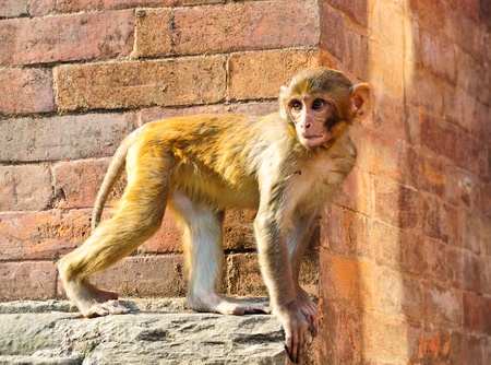 Baby monkeys in Kathmandu, Nepalの写真素材