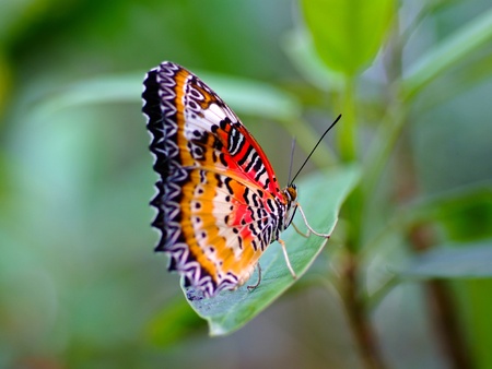 Butterflyの写真素材