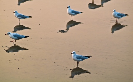 Group of seagull at Bangpu place, Thailandの写真素材