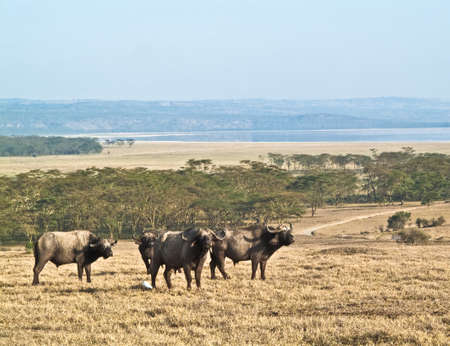 A photo of a buffalo in Kenya's national parkの写真素材