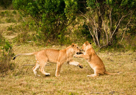 A lioness and a young lion play in kenyaの写真素材
