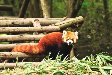 Curious looking red panda bearの写真素材