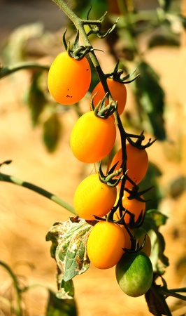 Small Tomato Plant with a few Ripe Tomatos 