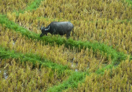 buffalo in Thailandの写真素材
