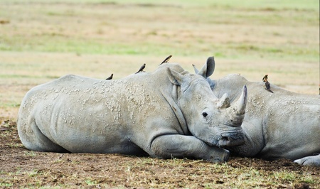 White rhinoceros in the Masai Mara reserve in Kenya Africaの写真素材