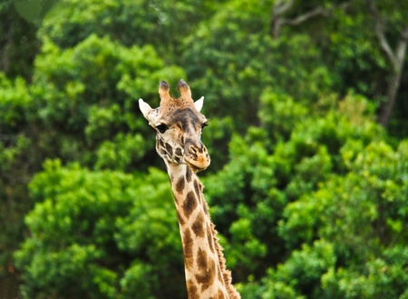 A rothchilds giraffe in nakuru national park kenyaの写真素材