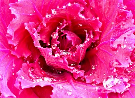 drops of water on the cabbageの写真素材