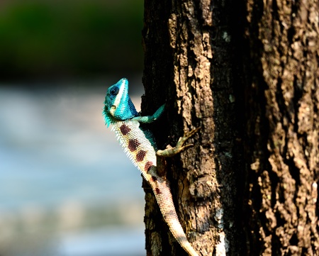  chameleon in natureの写真素材
