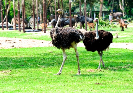 ostrich in the zooの写真素材