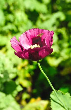 bee and poppy flowerの写真素材