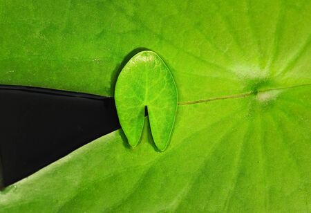 water plantの写真素材