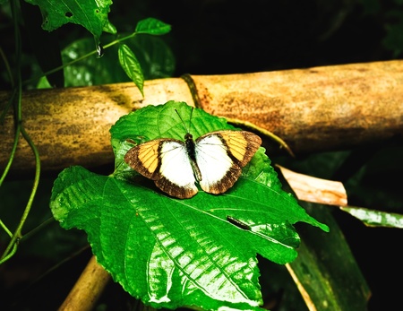 butterflyの写真素材