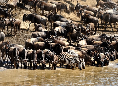 zebra and wildebeest migration, Masai Mara Game Reserve, Kenya
