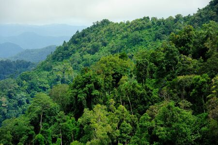 tropical forestの写真素材