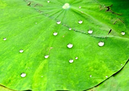 lotus leaf with water dropの写真素材